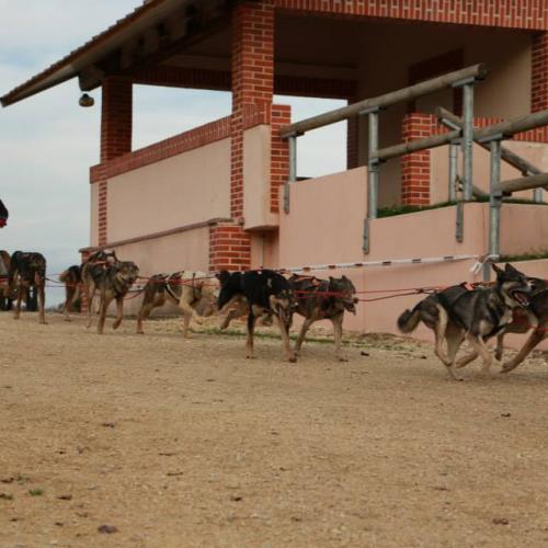 Elevage de husky de travail