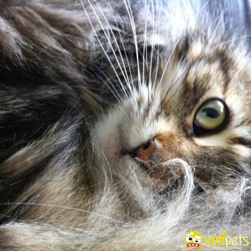 chatterie ria's shadow elevage maine coon loof