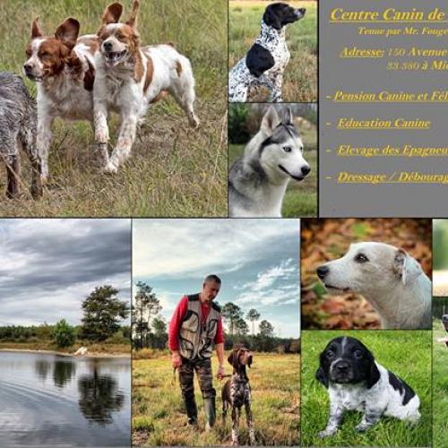 Centre canin et félin ''La Haille au Loup''