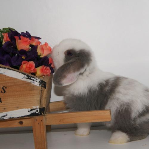 Les petits béliers normands