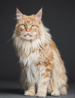 Elevage de Maine Coon en Ile de France, Yvelines,