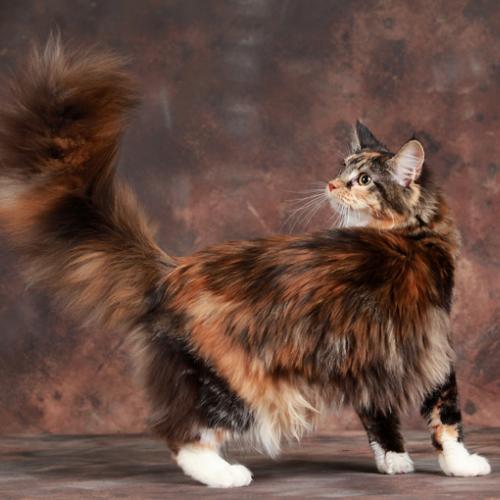 élevage de chat Maine Coon à caractère famillial.