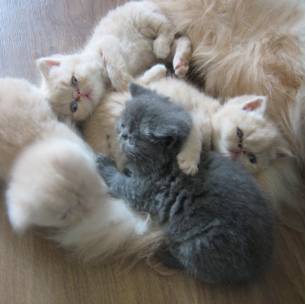 Chatterie familiale de la Chouette