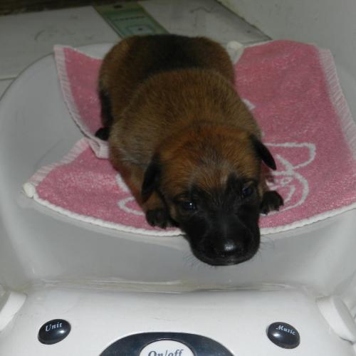 Elevage du Clan d'Alvi