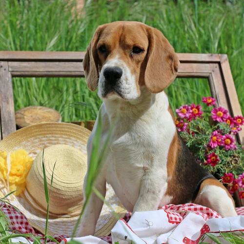 elevage du mas saint clair