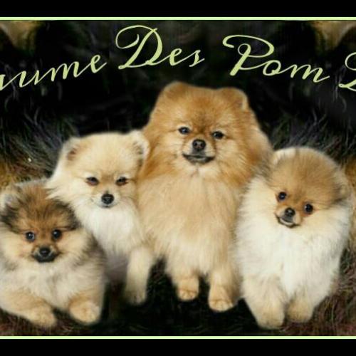 Du Royaume des Pom d'Amour