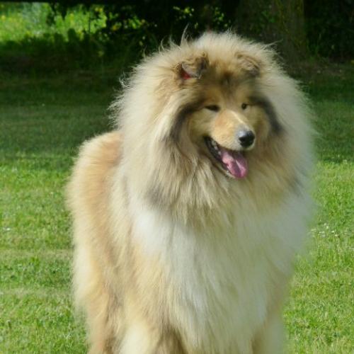 elevage de colleys poils longs