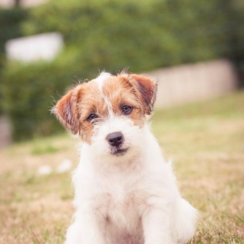 élevage des masques joyeux