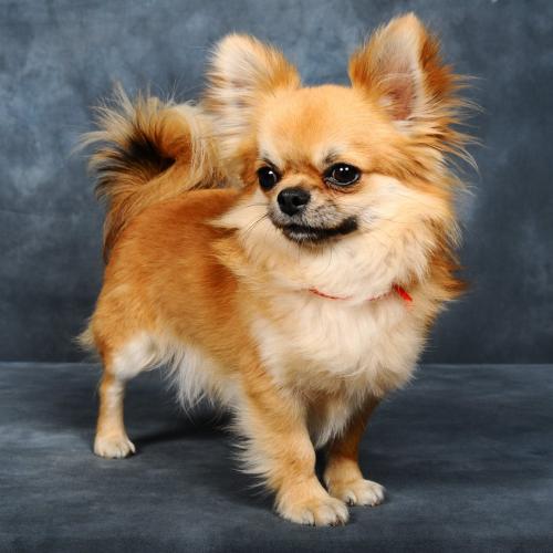 Domaine des Roches Rouges