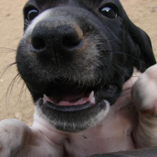 Elevage et Pension Canine DES BORDS DU YAR