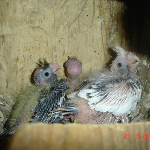 élevage de perruche ornipasion