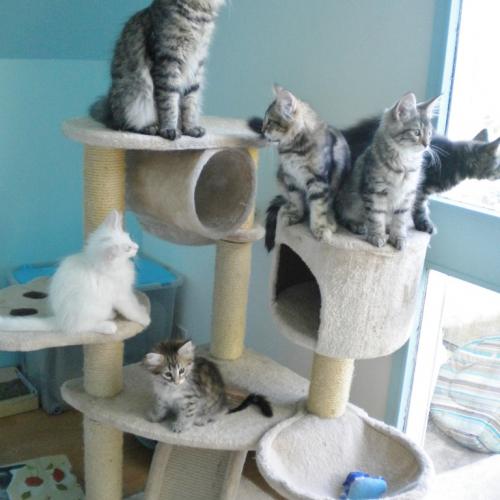 Chatterie de la Mare Griseau