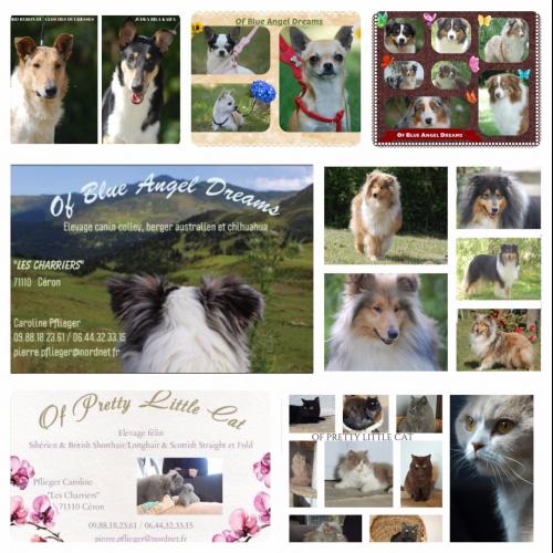 Of Pretty Little Cat & Of Blue Angel Dreams