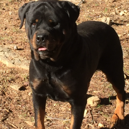 Élevage des rotts de pareyrolle