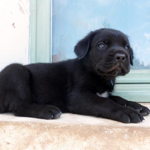 De La Demeure De Dexter