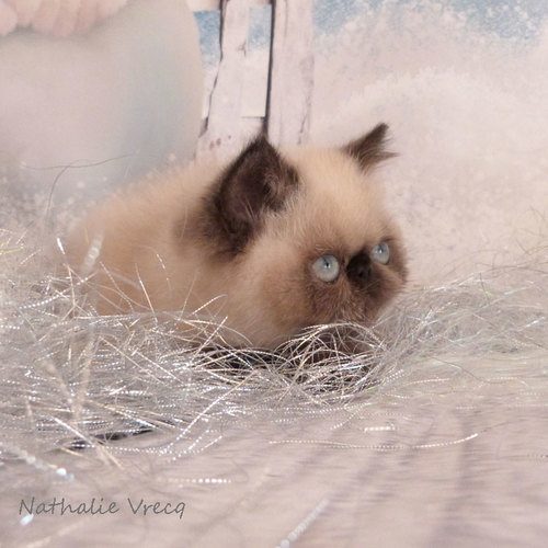 élevage de Persan et Exotic-Shorthair colourpoint