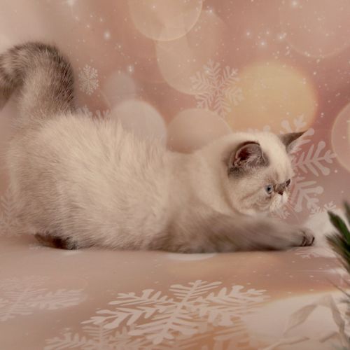 Élevage de persan et exotic-shorthair colourpoint