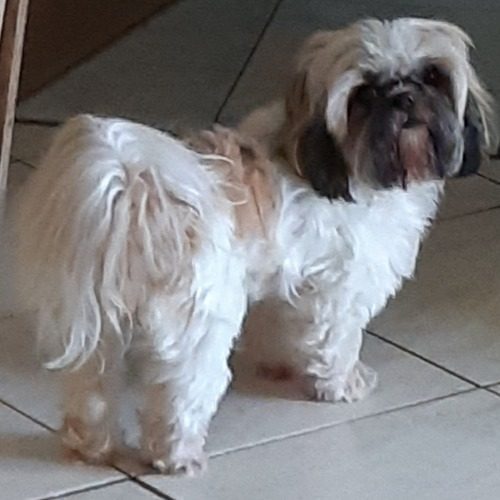 Delmart Elevage Domaine le pin franc