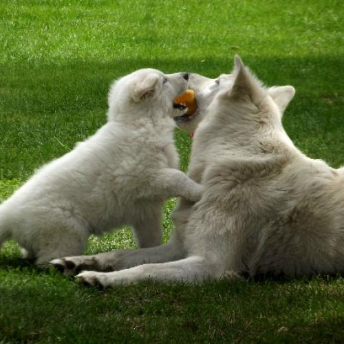 Élevage de la Champagne picarde