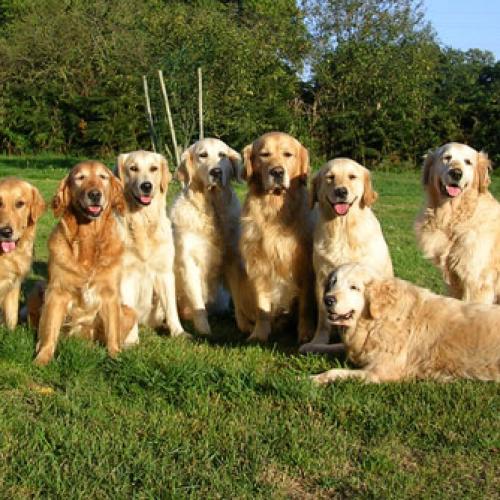 Eleveur : Hareswith Golden Retrievers