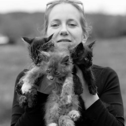 Maine Coon des Chalésiens