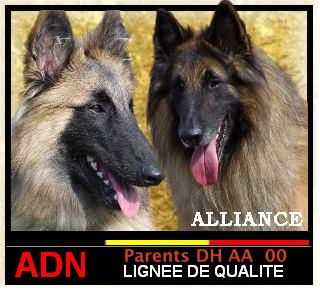 Elevage Tervueren des Vallons du Mont-Blanc