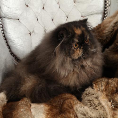 Chatterie de la Comté de Bastet