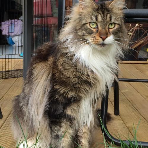 Elevage de Passionnée