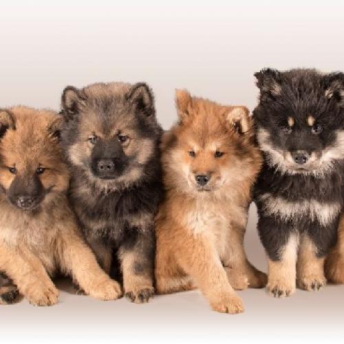 Royaume des Terres Gelées