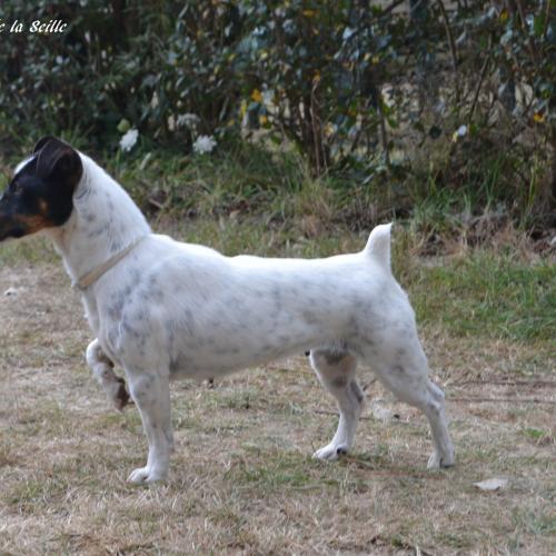 Elevage du Domaine de Léon de la Seille