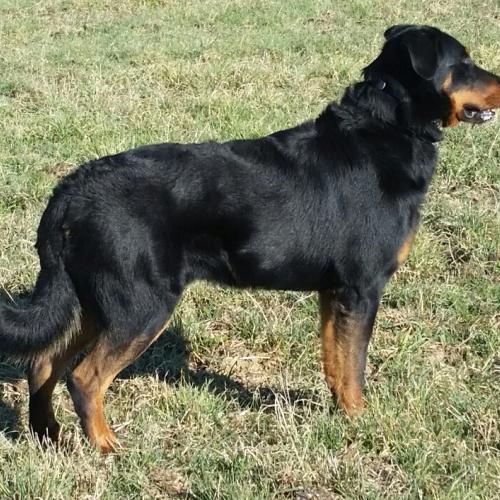 Du Grand Buech Beauceron Authentique en PACA