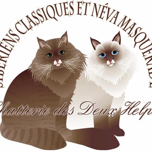 Chats sibériens des Deux Helpes