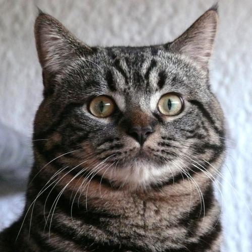 Les khans d'ellan vannin