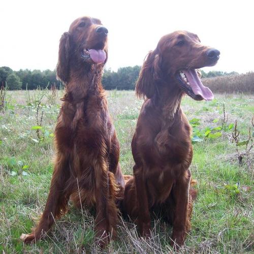 Eleveur : Setters irlandais de la croix seizine