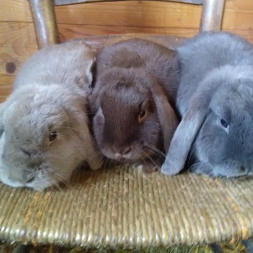 Elevage mespetitsdiables