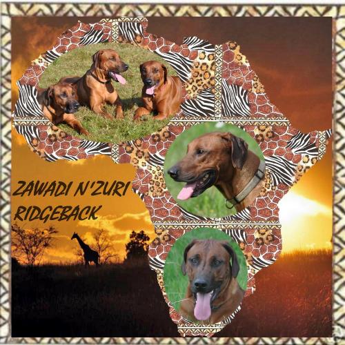 élevage Zawadi N'zuri