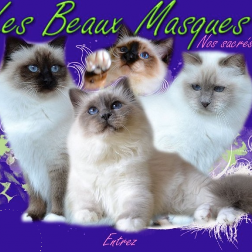 Chatterie des beaux masques