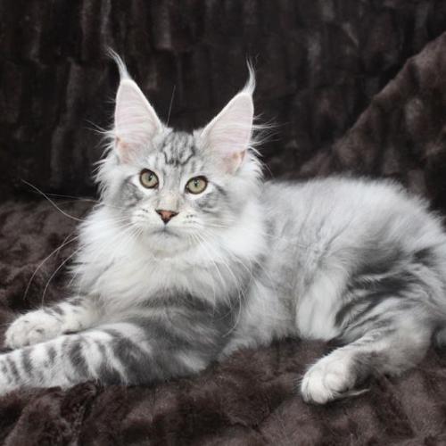Maine coon en Auvergne