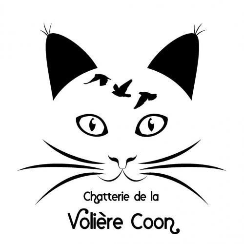 Chatterie de la Volière Coon