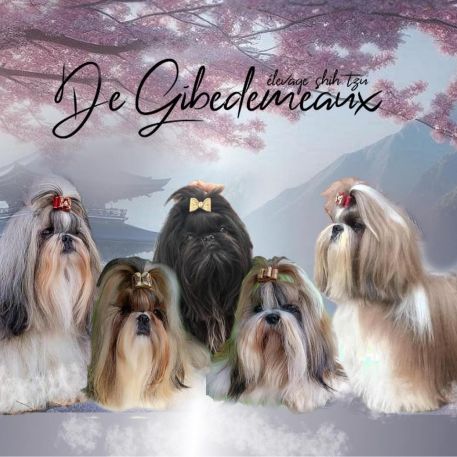 Elevage de shih-tzu de gibedemeaux