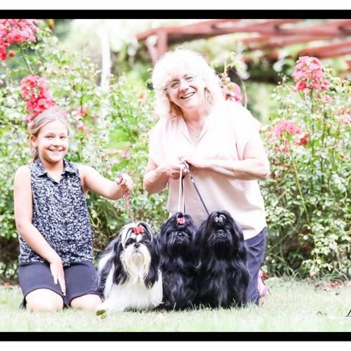 Elevage de shih-Tzu De Gibedemeaux