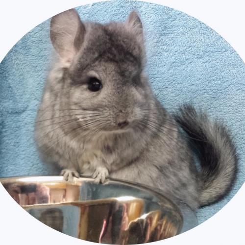 Les-Chti-Chinchillous