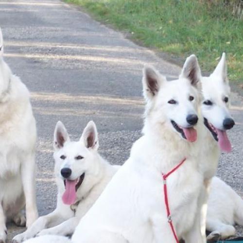 FEDERATION DU BERGER BLANC SUISSE