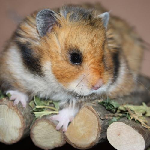 Le Terrier de Sheldon