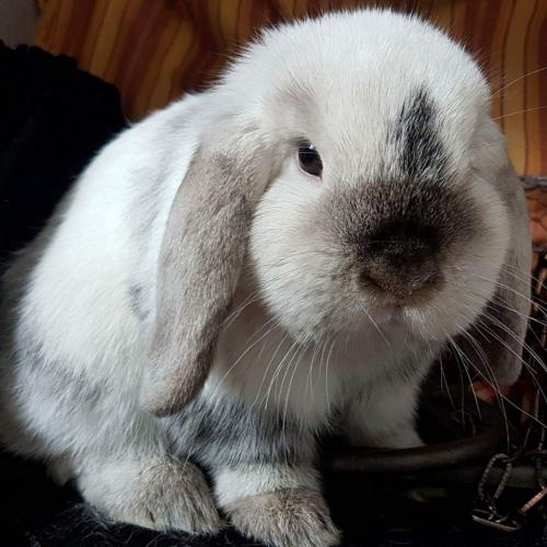 Elevage lapin beliers minilop et angora anglais