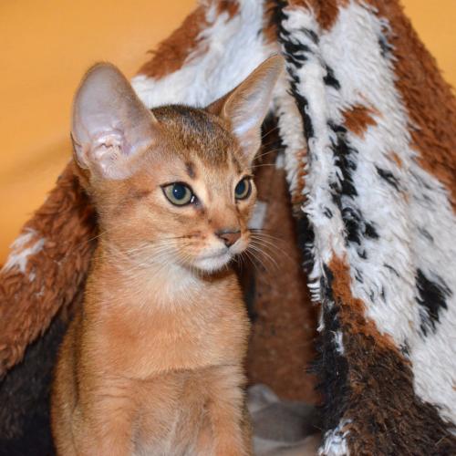 Le Clan des Majebaas élevage race abyssin