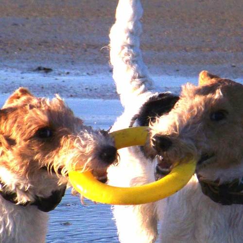 Elevage du plateau des arconies