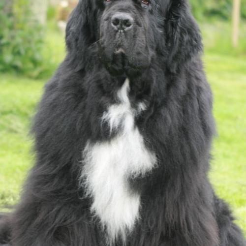 Elevage de la contrée du milieu