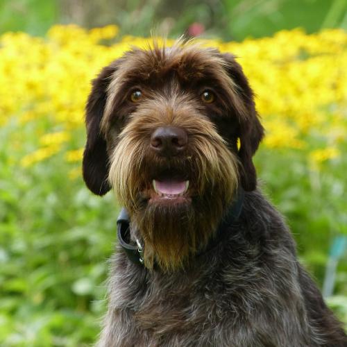 Elevage de l'Hermine du Poitou