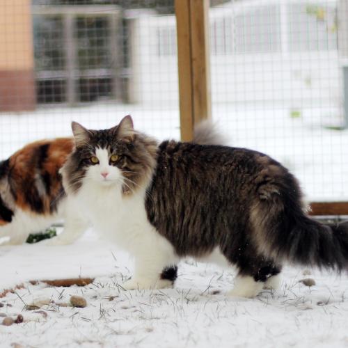 Chatterie de leinoya